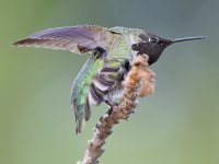 Hummer30.jpg
