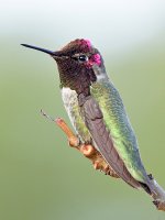 Hummer18.jpg