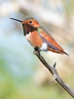 Hummer7.jpg