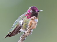 Hummer23.jpg