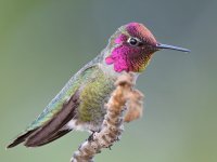 Hummer33.jpg