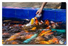 feeding-fish-1 (1).jpg