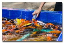 feeding-fish-1 (2).jpg