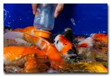 feeding-fish-1 (3).jpg