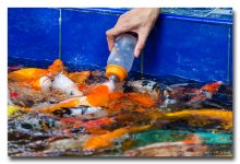 feeding-fish-1 (4).jpg