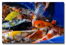 feeding-fish-1 (5).jpg