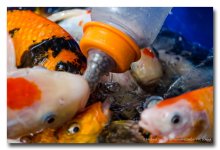 feeding-fish-1 (6).jpg