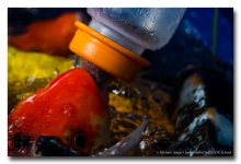 feeding-fish-1 (7).jpg