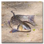 feeding-fish-1 (9).jpg