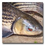 feeding-fish-1 (10).jpg