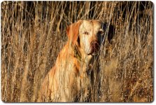 charlie_15-12-06_cr_D7100_0016.jpg