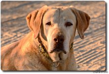 charlie_cr_15-12-06_D7100.jpg