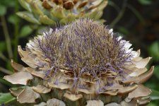 Artichoke  fading.jpg