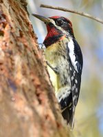 WoodPecker6.jpg