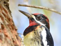 WoodPecker13.jpg