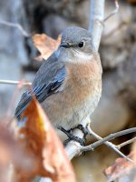 Bluebird.jpg