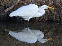 Egret.jpg