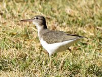 Sandpiper.jpg