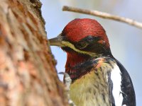 WoodPecker16.jpg