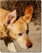 charlie-what_D7100_emotion.jpg