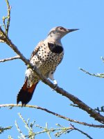 NorthernFlicker.jpg