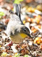 YellowRumWarbler.jpg