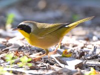 YellowThroat.jpg