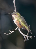 Hummer18.jpg