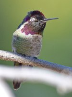 Hummer29.jpg