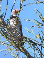 NorthernFlicker2.jpg