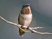 Hummer6.jpg