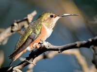 Hummer19.jpg