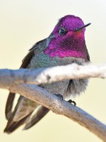 Hummer44.jpg