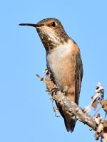 Hummer25.jpg