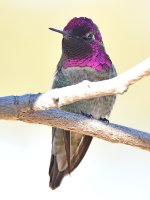 Hummer37.jpg