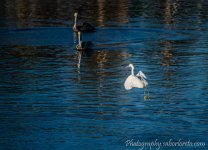 DSC_3206.jpg