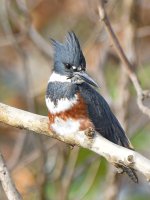 Kingfisher7.jpg