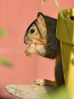 Squirrel.jpg