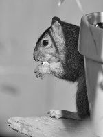 SquirrelBW.jpg
