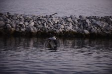 2_DSC1142.jpg