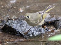 RubyCrownKinglet.jpg