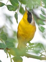YellowThroat2.jpg