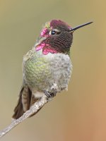 Hummer6.jpg