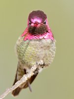 Hummer10.jpg