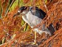 BlackHeron.jpg