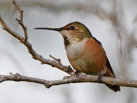 Hummer2.jpg