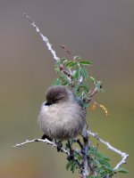 Tit2_2015_12_11.jpg