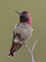 Hummer15.jpg