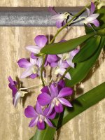 Orchid.jpg