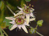 Passiflora.jpg